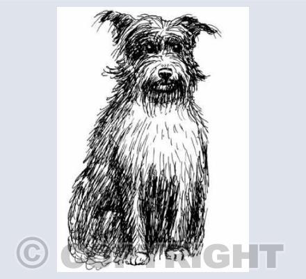 Hairy Dog