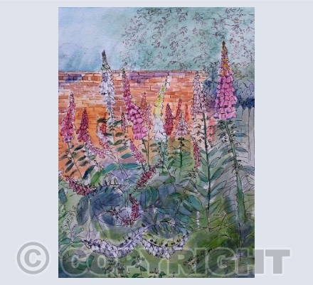 Foxgloves 