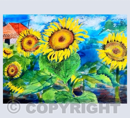 Sunflowers on the farm
