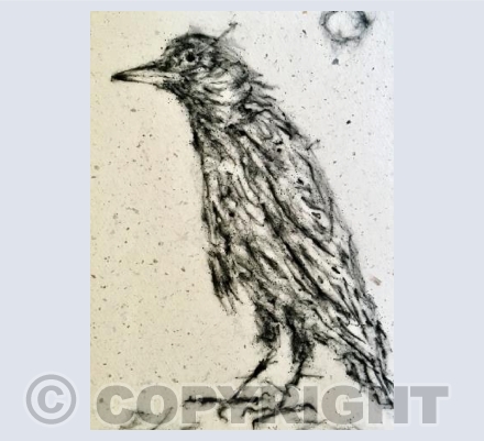 Young Zennor Jackdaw