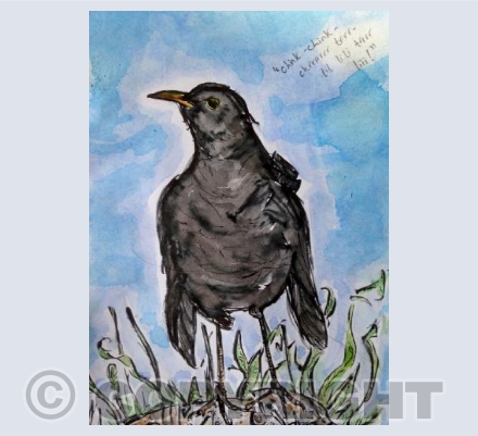 Blackbird song