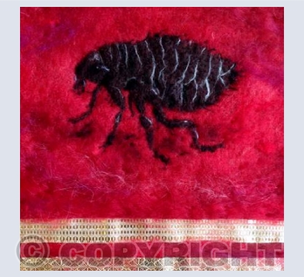 'Marke but this flea'