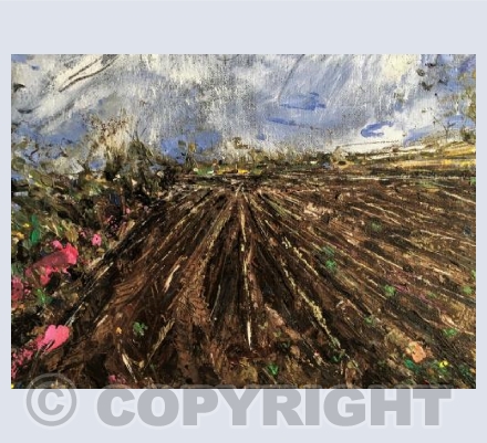 Field in July, cabbage seedlings emerging 