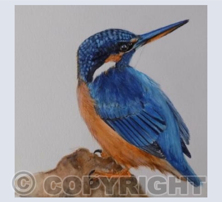 Kingfisher
