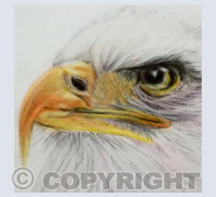 "Eagle"