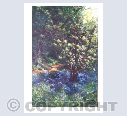 Bluebells under the Magnolia tree, Stansted Spirits