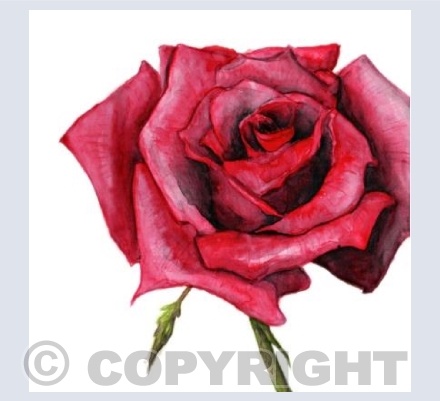 Painting the roses red