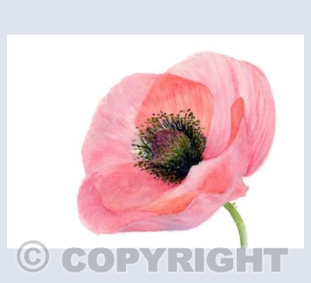 Poppie