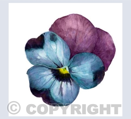 Violet