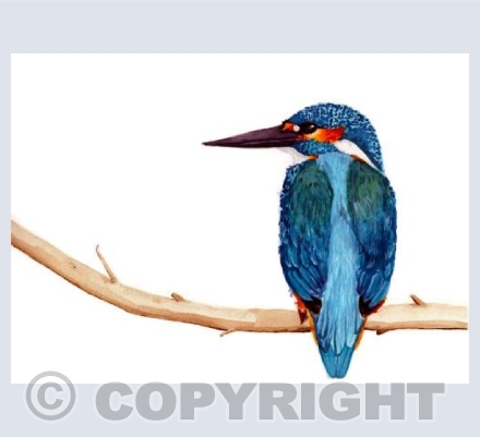 KIngfisher