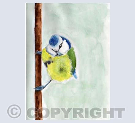 Blue-tit
