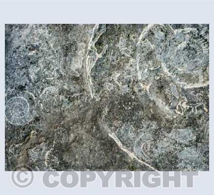 Ammonites