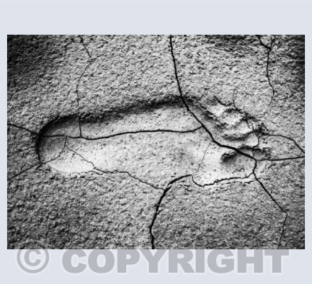 Footprint