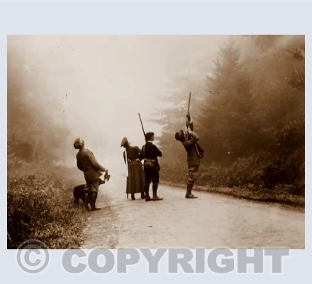 Woodcock in the mist.