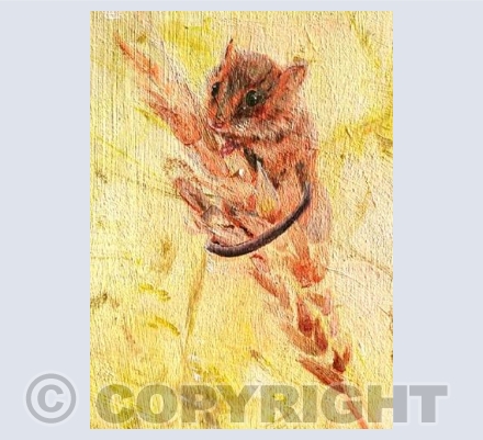 Field Mouse
