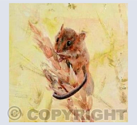 Field mouse