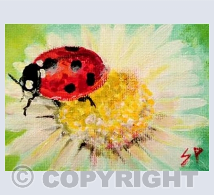 ladybird