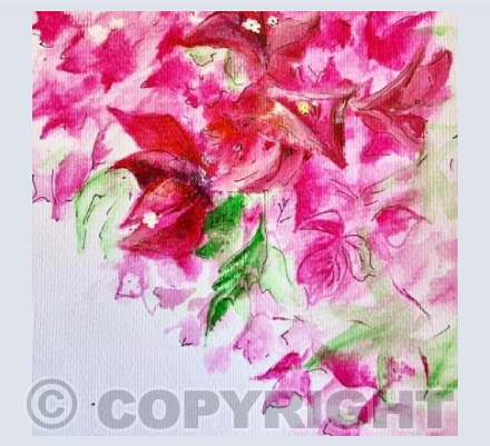 Bougainvillea