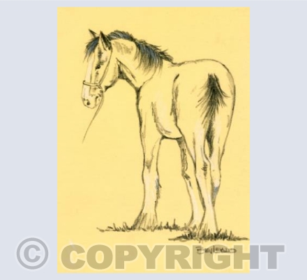 Shire Foal