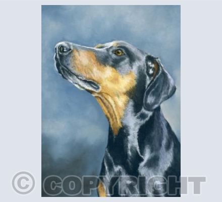 Doberman