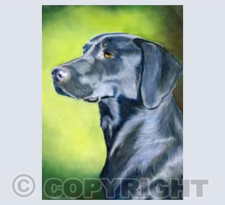 Black Labrador
