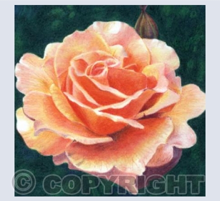 Blush Rose
