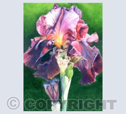 Purple Iris
