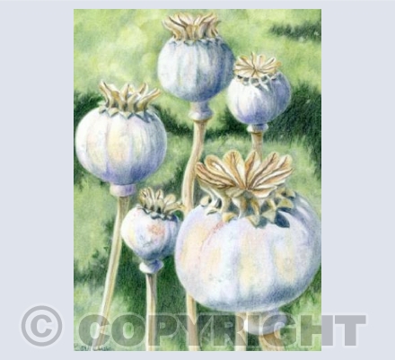 Poppy Seed Heads
