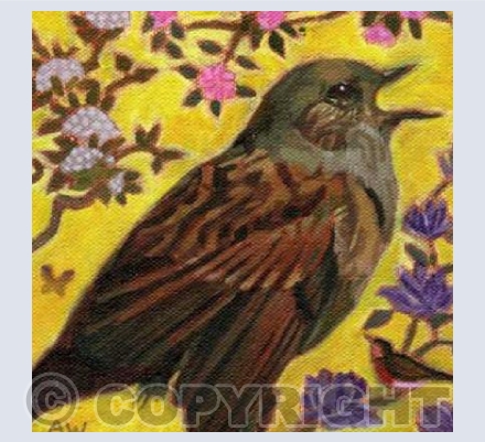 Dunnock