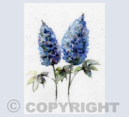 Bluebonnets