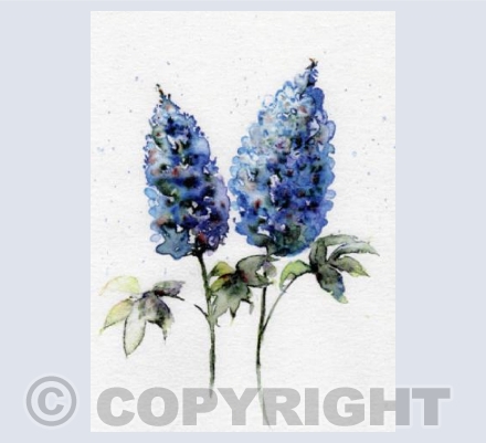 Bluebonnets