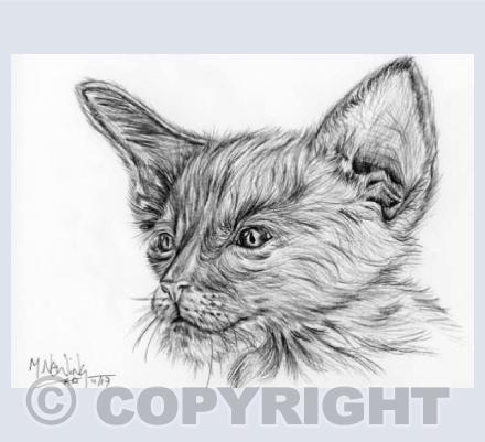 Sphynx Kitten Ink Art