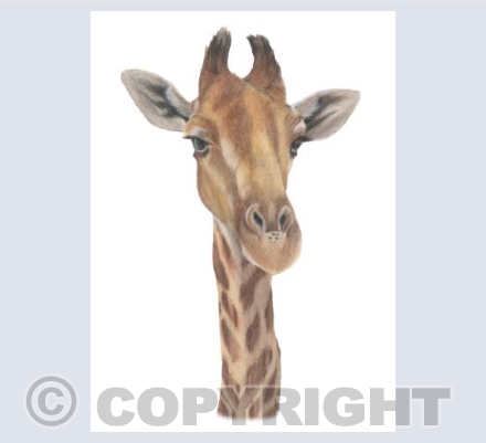 The Neck For Owt Collection - Mam To Be