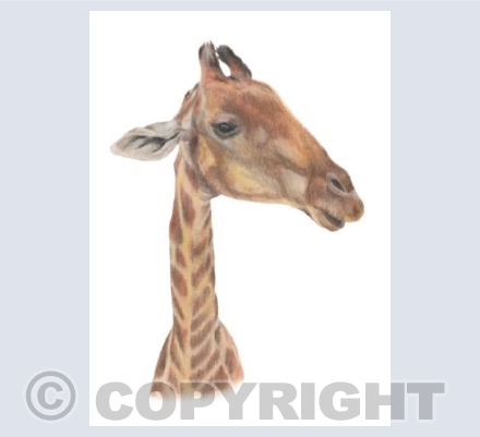 The Neck For Owt Collection - Munchies