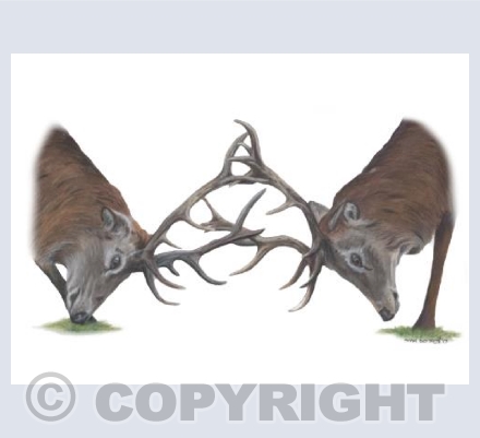 Stag Do Collection - Locked Horns