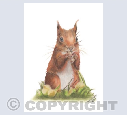 Rural Reds Collection - Red Squirrel