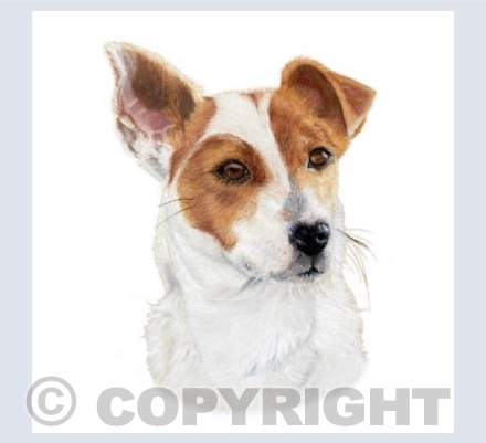 Doggy Delights - Ginger Jack