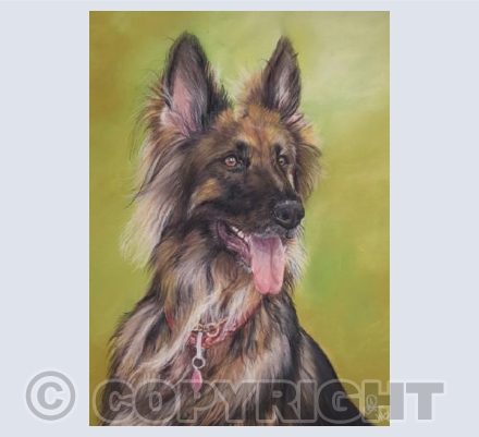 Doggy Delights - Sascha