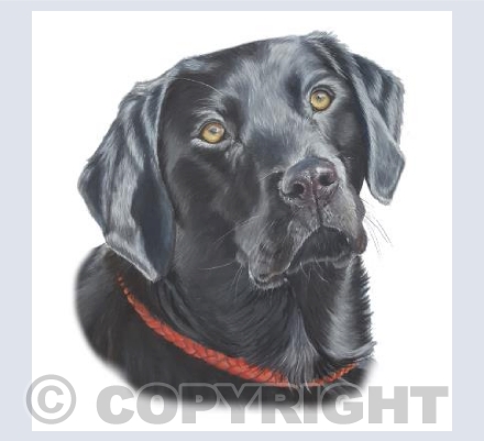 Doggy Delights - Lexi