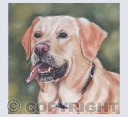 Doggy Delights - Happy Chappie