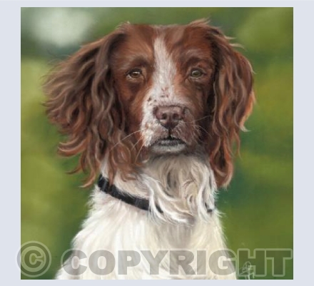 Doggy Delights - Jerry The Springer