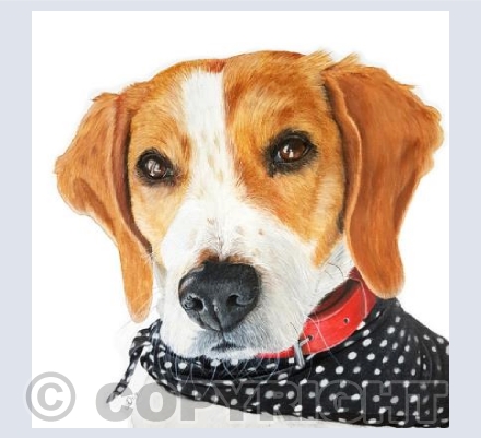 Doggy Delights - Skye