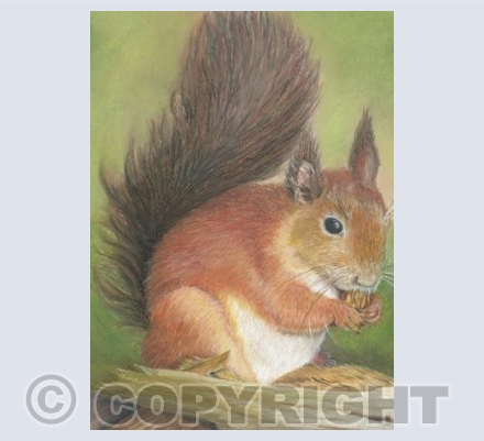 Wonderful Wildlife - Fattening Up For Winter