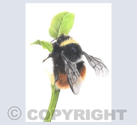 Wonderful Wildlife - Mrs B the Bilberry Bumble Bee