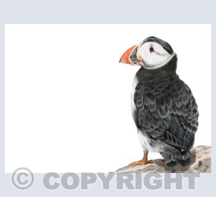 Wonderful Wildlife - Sir Percival The Puffin