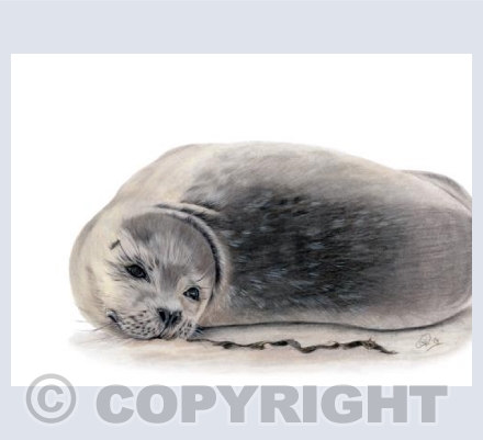 Wonderful Wildlife - Wor Sammy