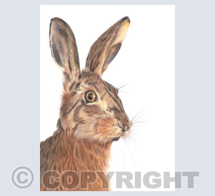 Wonderful Wildlife - Hare We Go