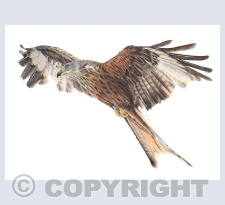 Wonderful Wildlife - Rowan the Red Kite