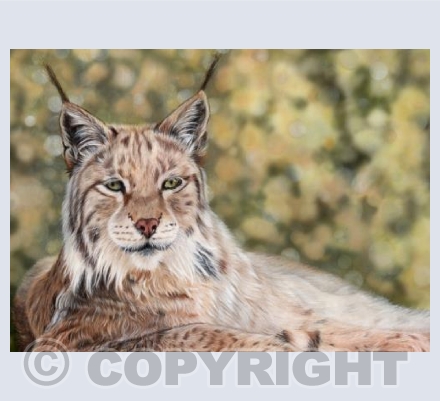 Wonderful Wildlife Collection - Vigilance