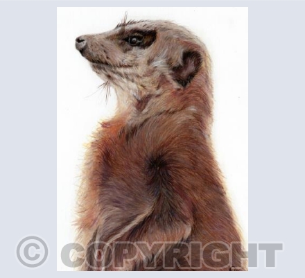 Wonderful Wildlife - Monty the Meerkat